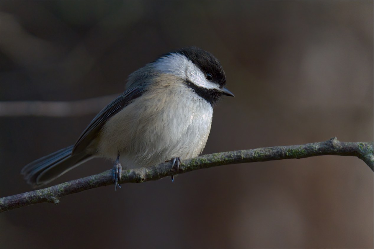 Chickadee 0203